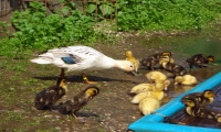 Mama Ente spielt mit den Kleinen